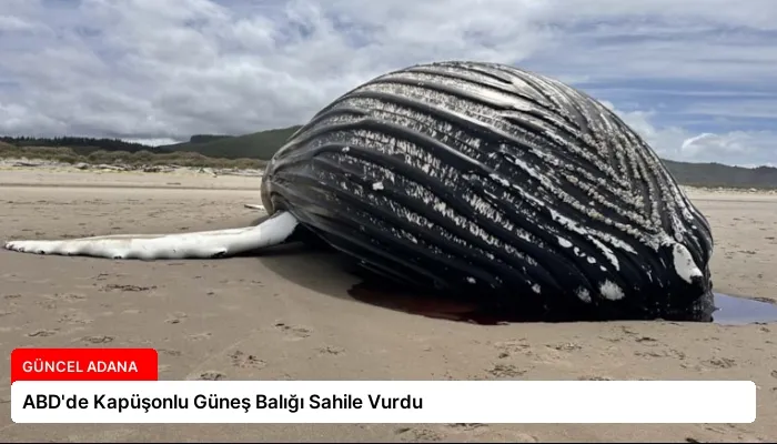 ABD’de Kapüşonlu Güneş Balığı Sahile Vurdu
