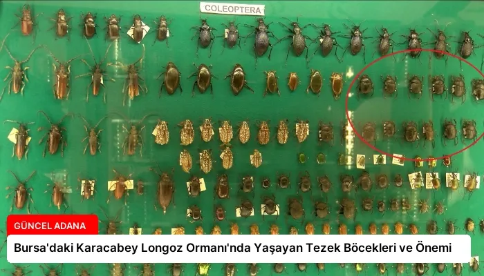 Bursa’daki Karacabey Longoz Ormanı’nda Yaşayan Tezek Böcekleri ve Önemi