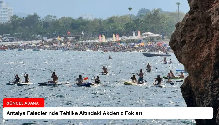 Antalya Falezlerinde Tehlike Altındaki Akdeniz Fokları