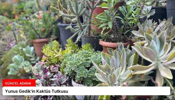 Yunus Gedik’in Kaktüs Tutkusu