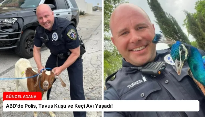 ABD’de Polis, Tavus Kuşu ve Keçi Avı Yaşadı!