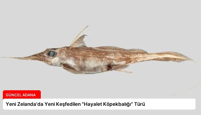 Yeni Zelanda’da Yeni Keşfedilen “Hayalet Köpekbalığı” Türü