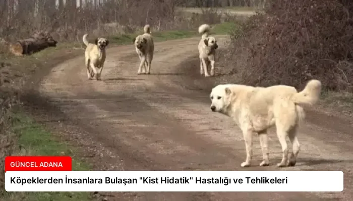 Köpeklerden İnsanlara Bulaşan “Kist Hidatik” Hastalığı ve Tehlikeleri