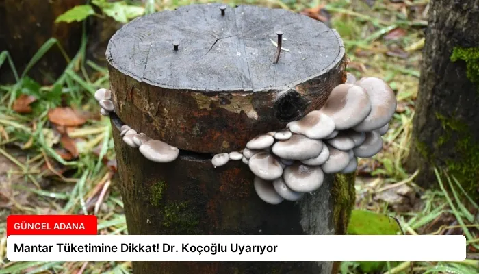 Mantar Tüketimine Dikkat! Dr. Koçoğlu Uyarıyor