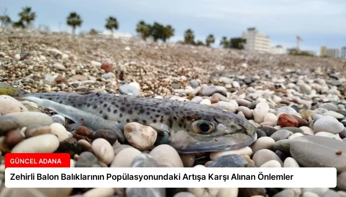 Zehirli Balon Balıklarının Popülasyonundaki Artışa Karşı Alınan Önlemler
