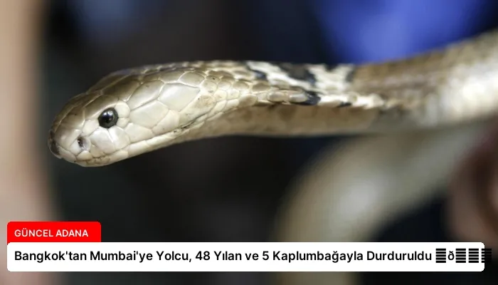 Bangkok’tan Mumbai’ye Yolcu, 48 Yılan ve 5 Kaplumbağayla Durduruldu ⏬👇
