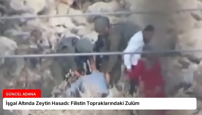 İşgal Altında Zeytin Hasadı: Filistin Topraklarındaki Zulüm