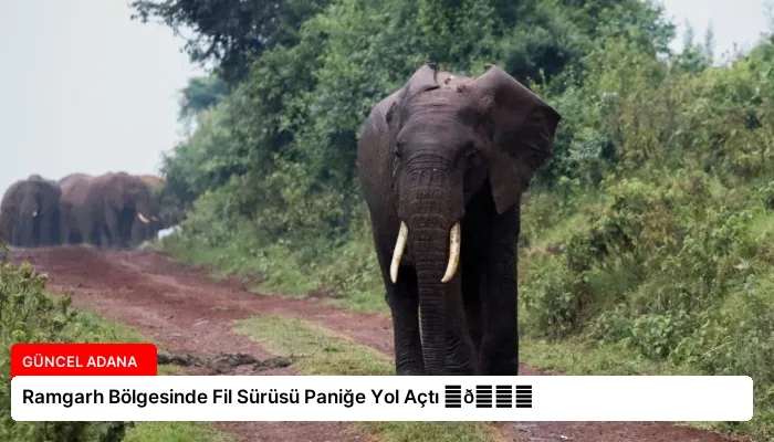 Ramgarh Bölgesinde Fil Sürüsü Paniğe Yol Açtı ⏬👇