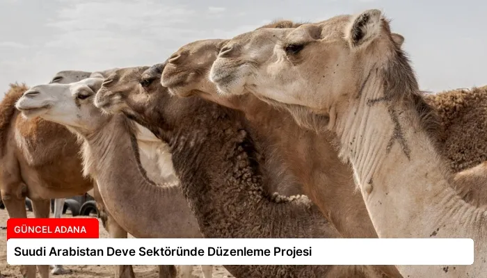 Suudi Arabistan Deve Sektöründe Düzenleme Projesi