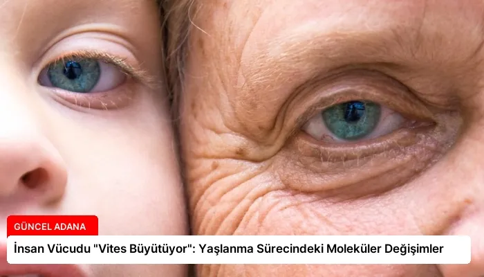 İnsan Vücudu “Vites Büyütüyor”: Yaşlanma Sürecindeki Moleküler Değişimler