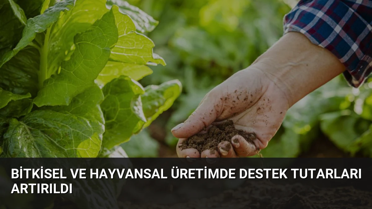 Bitkisel ve Hayvansal Üretimde Destek Tutarları Artırıldı